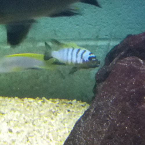 Pseudotropheus zebra chesese long pelvic