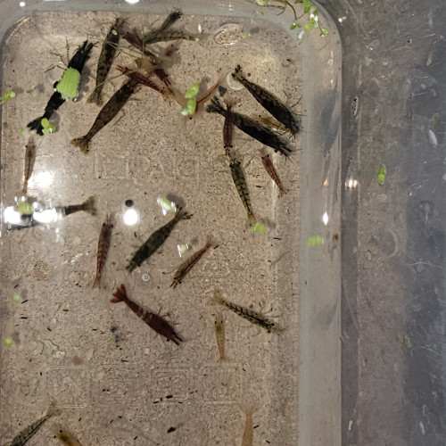 Neocaridina mix (déclassés)