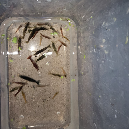 Neocaridina mix (déclassés)