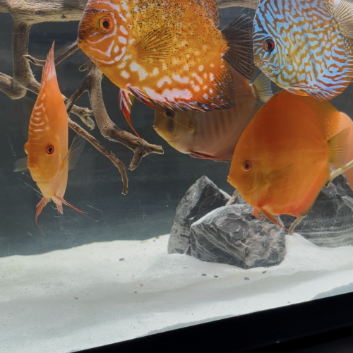 Discus et Couple discus