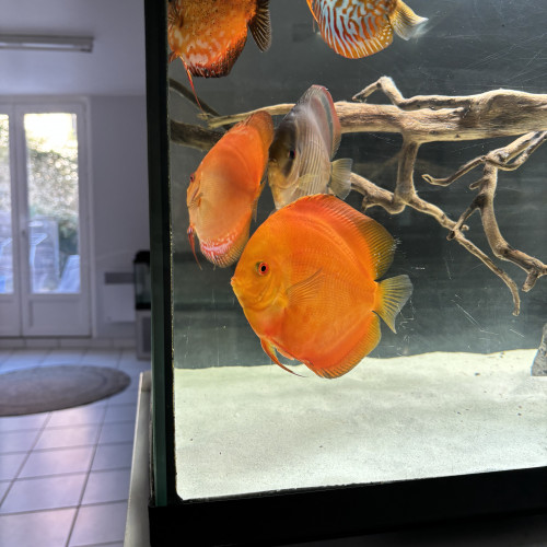 Discus et Couple discus