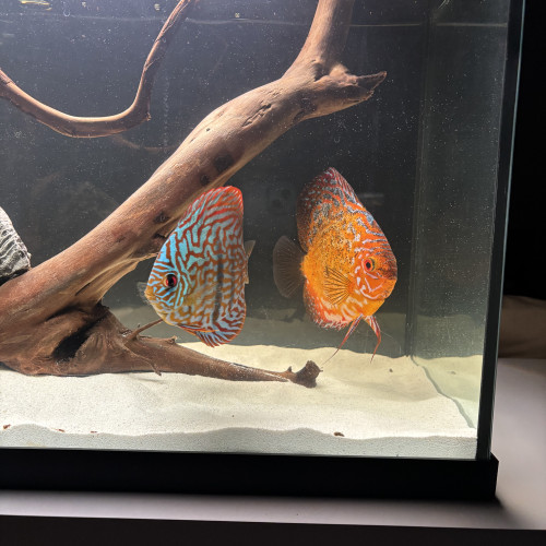 Discus et Couple discus