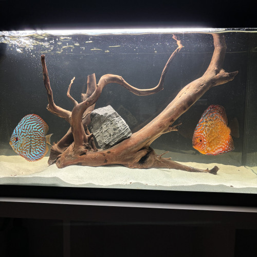 Discus et Couple discus