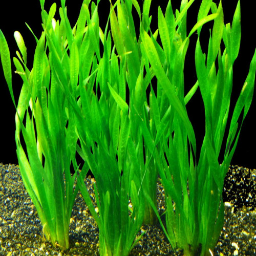 Vallisneria