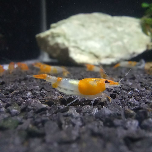 CREVETTE RILI ORANGE