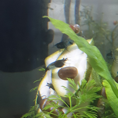 Neo caridina rili carbon