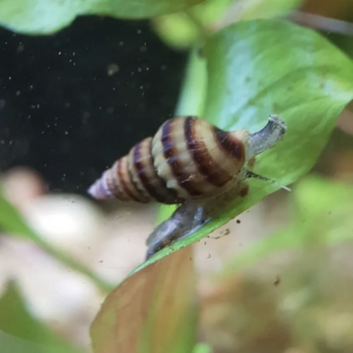 Escargots anentome helena