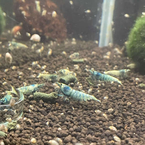 Caridina par lot de 10