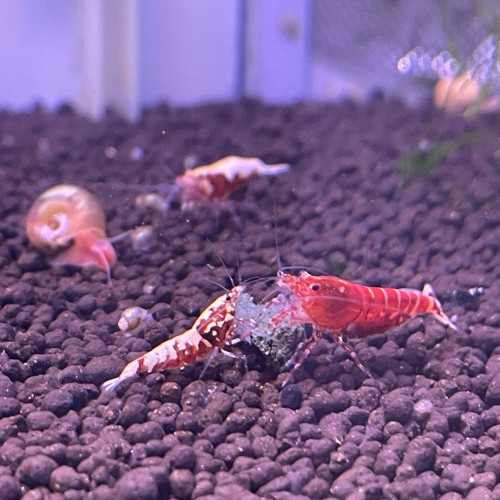 Caridina par lot de 10