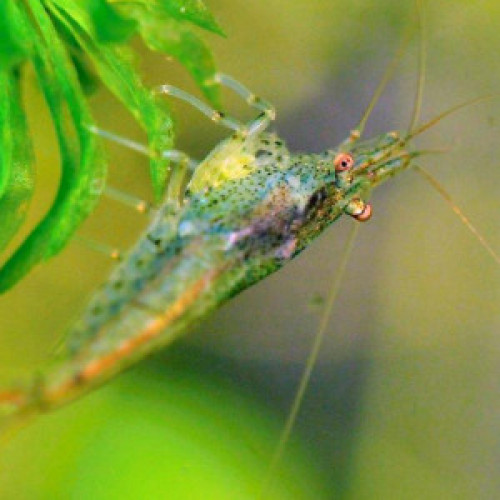 Crevettes déclassées diverses couleurs