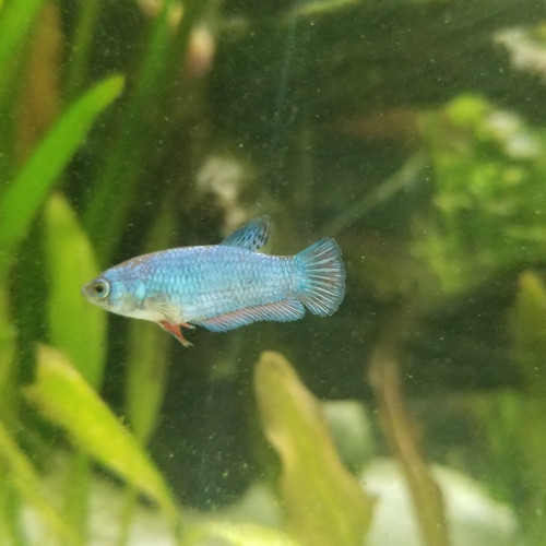 Betta femelle marbré