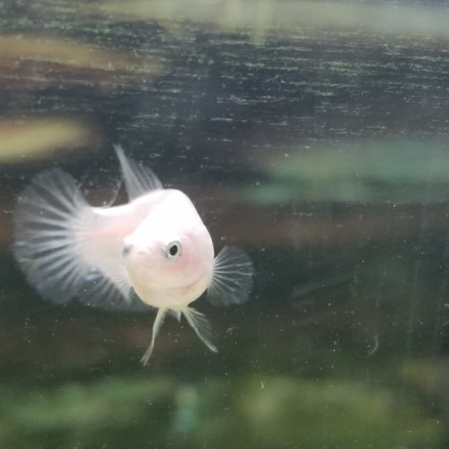 Betta femelle cello koï