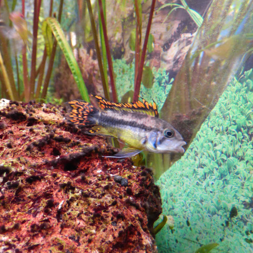 Apistogramma cacatuoides