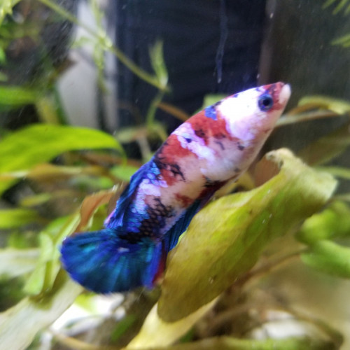 Femelle betta galaxy koï