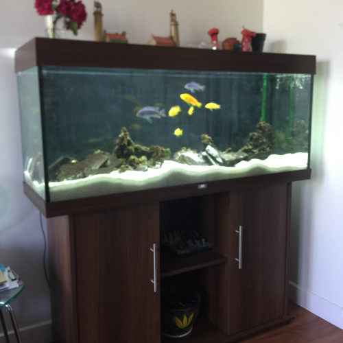 Aquarium 240L Juwel complet, pompe externe EHEIM, cichlidae