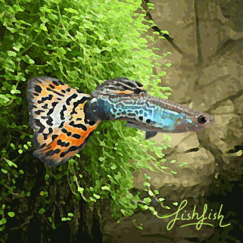 Acheter Guppy Male Cobra Leopard Environ 4 Cm Sur La Bourse En Ligne