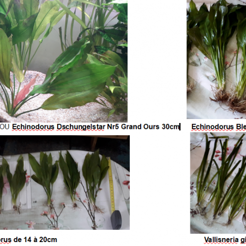 j'arrête l'aquariophilie aussi je vends mes dernières plantes Premium et Pierres naturelles