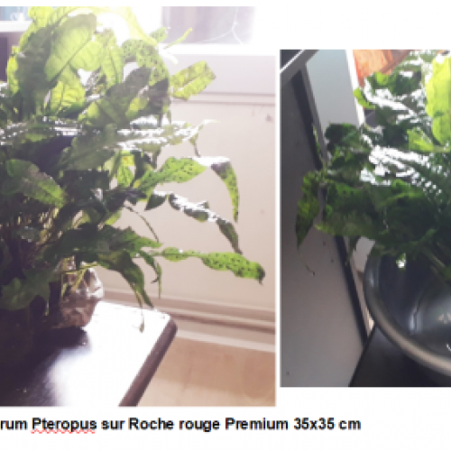 j'arrête l'aquariophilie aussi je vends mes dernières plantes Premium et Pierres naturelles