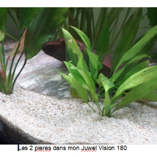 j'arrête l'aquariophilie aussi je vends mes dernières plantes Premium et Pierres naturelles