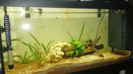 aquarium 100l guppy