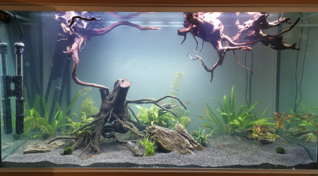 aquarium Amazonie 2.0