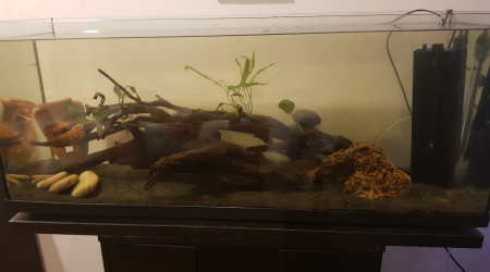 aquarium Bac de 100 litres me en haut il y a une semaine Pour les Guppy Et crevettes