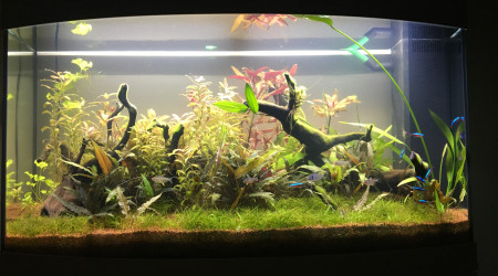 aquarium Juwel