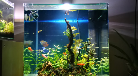 aquarium Cube 60L