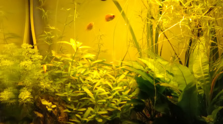 aquarium Biotope