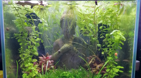 aquarium Betta Tank