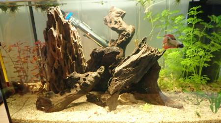 aquarium biotope4