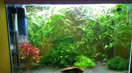 aquarium Bac 100l