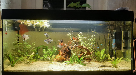 aquarium Amazonien