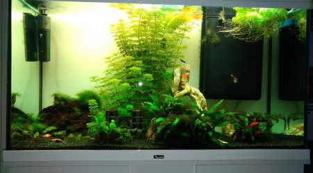 aquarium Jardin