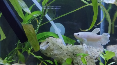 aquarium Betta half-moon blanc