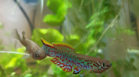 aquarium 121 02 Couples Fundulopanchax nigerianus innidere