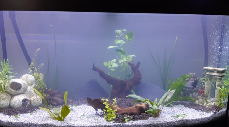 aquarium Juwel 260L