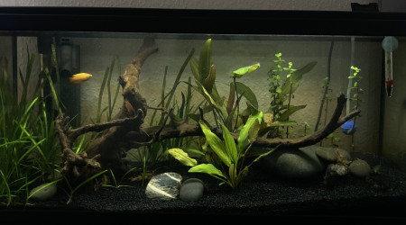 aquarium 1er 80L