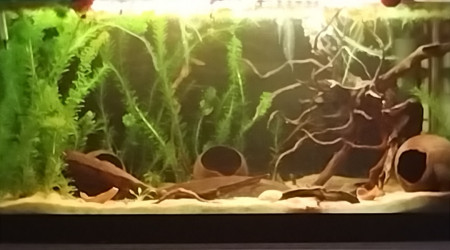 aquarium Communautaire 120 L