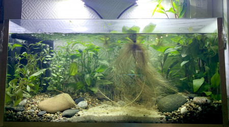 aquarium Aquarium fait maison 35L