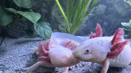 aquarium Axolotl