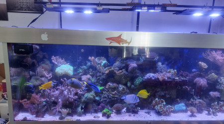 aquarium 1000 litres