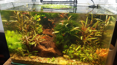 aquarium 40l communautaire