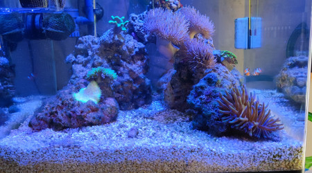 aquarium Nano récifal