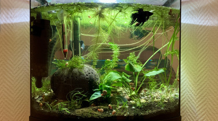 aquarium 30l combattant