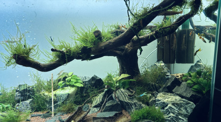 aquarium Arbre et roches