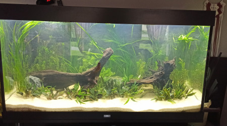 aquarium Bac 360L Biotope Asie