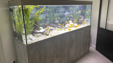 aquarium Aquarium cichlidés