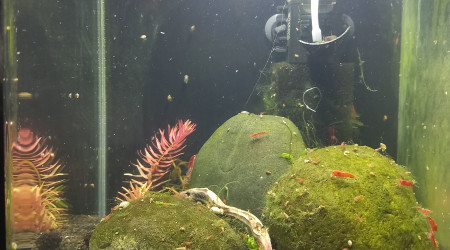 aquarium Shrimp 30L