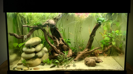 aquarium 125L Game of Rock